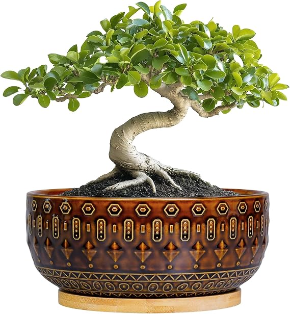 Bonsai Pots - 8 Inch Ceramic Succulent Planter with Saucer, Brown