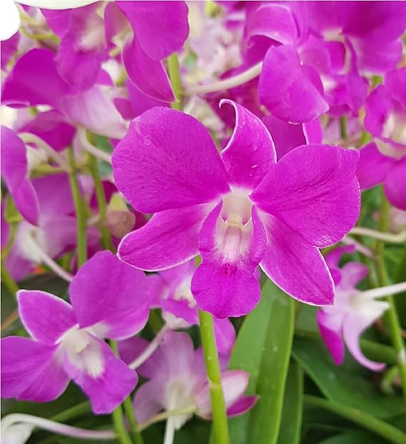 Dendrobium Orchid Starter Plants Hawaiian 4 Pack F4