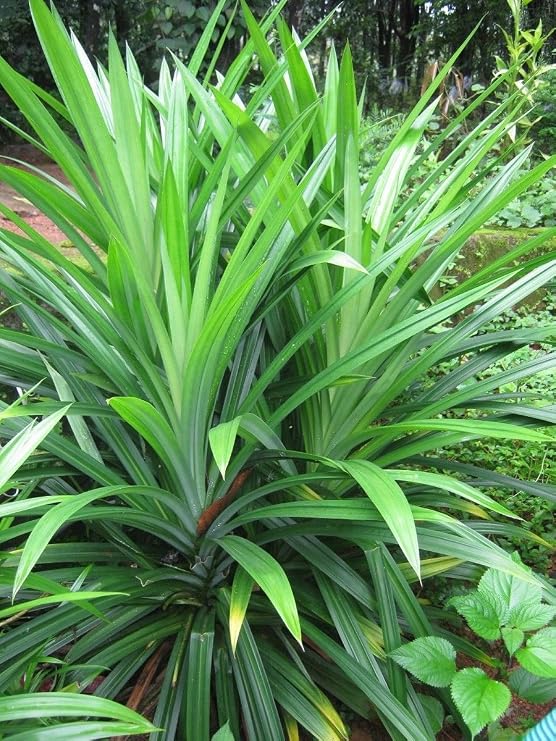 Pandanus Amaryllifolius, Pandan Leaf Plant, (Bai-Tooey), 8-12 inches