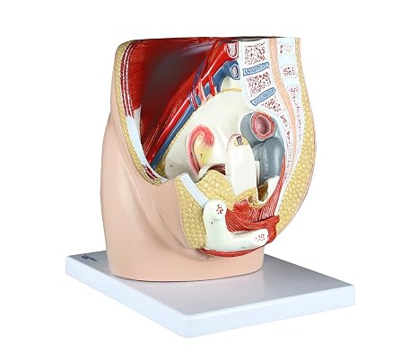 Parco Scientific PB00094 Female Pelvis - 3 Parts, Magnetically Connected