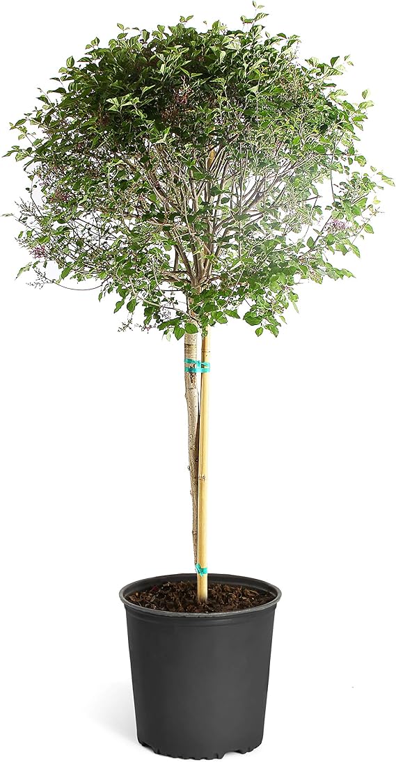 Brighter Blooms Proven Winners Bloomerang Lilac Tree, 4-5 ft.