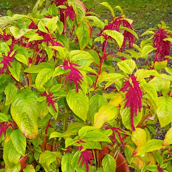 Love Lies Bleeding Red Amaranth Seeds 30 Seeds