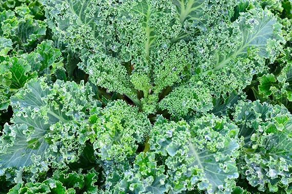 Vates Blue Curled Kale Seeds