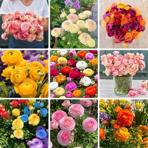 Mixed-Color Peony Seeds with Ruffled Blooms for Planting, 300 Peony Ranunculus Seeds Non-GMO Heirloom, Ruffled Blooms Peony Seed for Outdoor Home Garden and Indoor