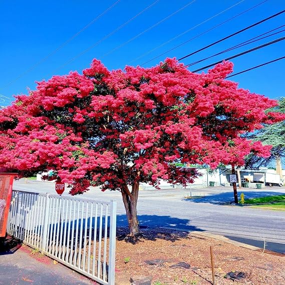 25 Seeds Crape Myrtle Tree Seeds | Crepe Lagerstroemia Indica Fast Lilac Flower Plant