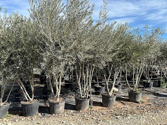 Sunny Tree Olea europaea multi-stemmed olive tree 235 cm hardy Mediterranean