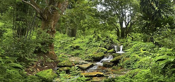 Reptile Habitat Background; Rain Forest with Stream, for 36Lx18Wx36H Terrarium, 3-Sided Wraparound